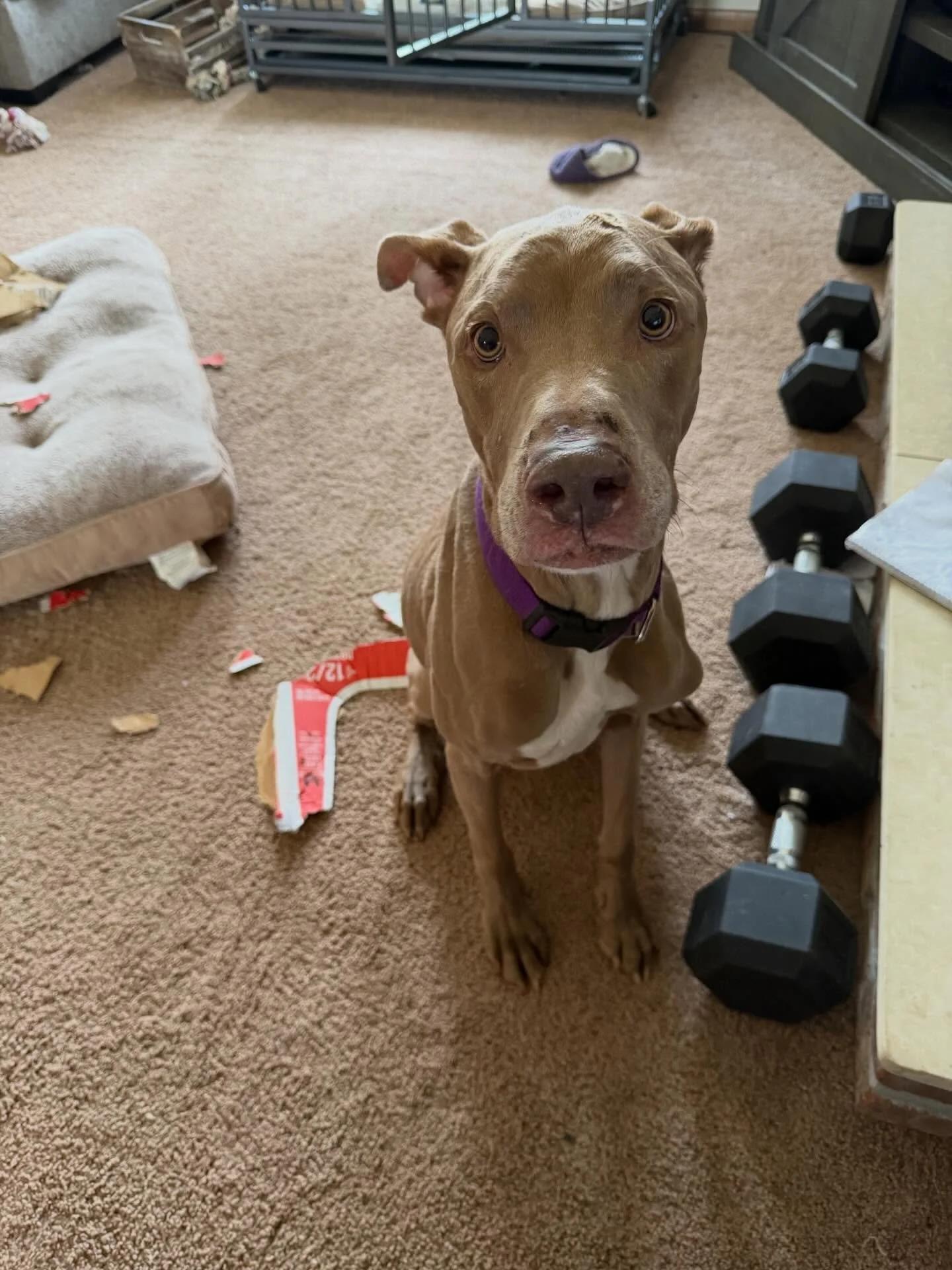 Isaac, an adopted mixed breed in Minneapolis, MN image 3/6