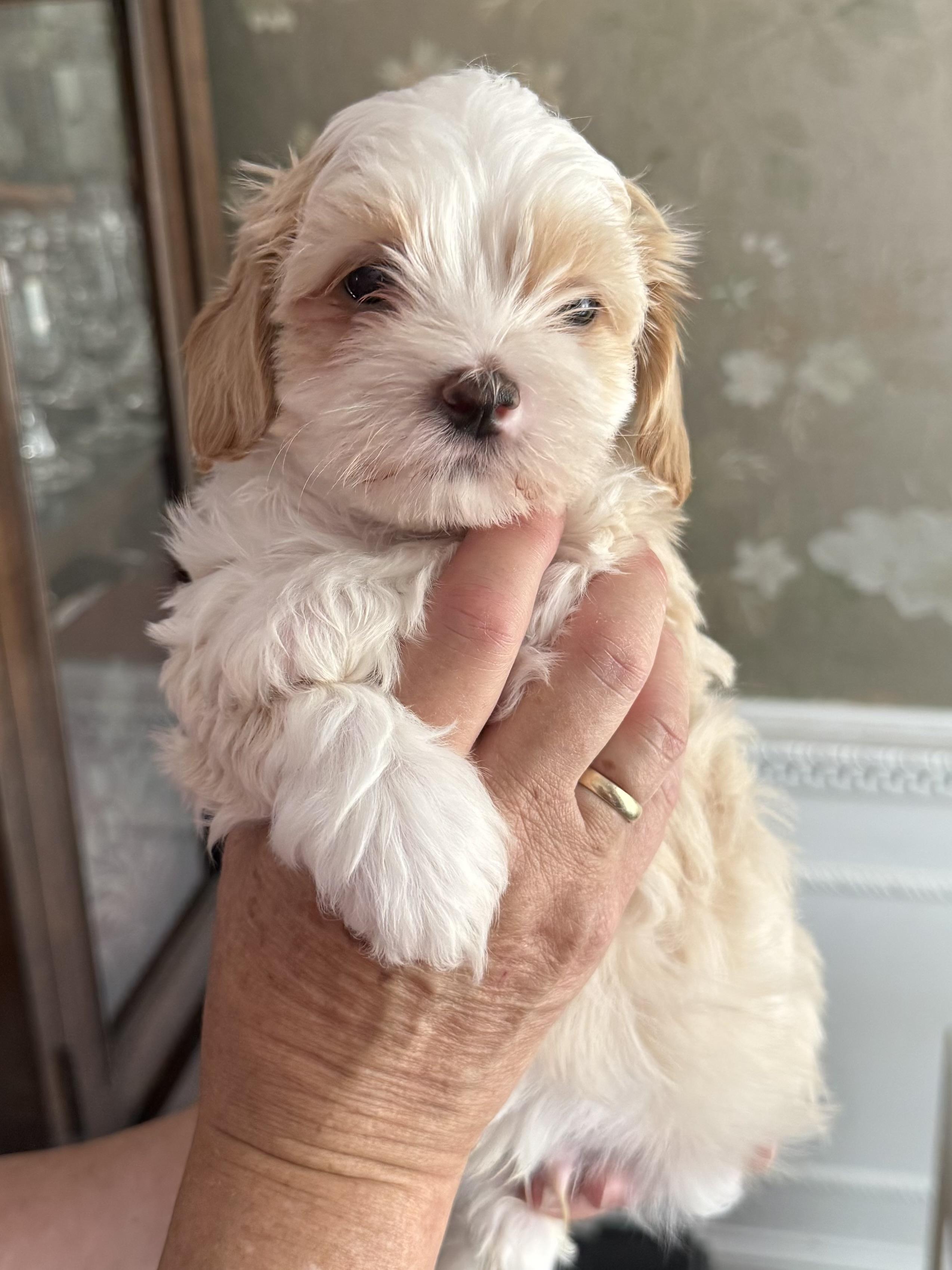 Blue Bell , Adoptable, Puppy Male Shih Tzu.