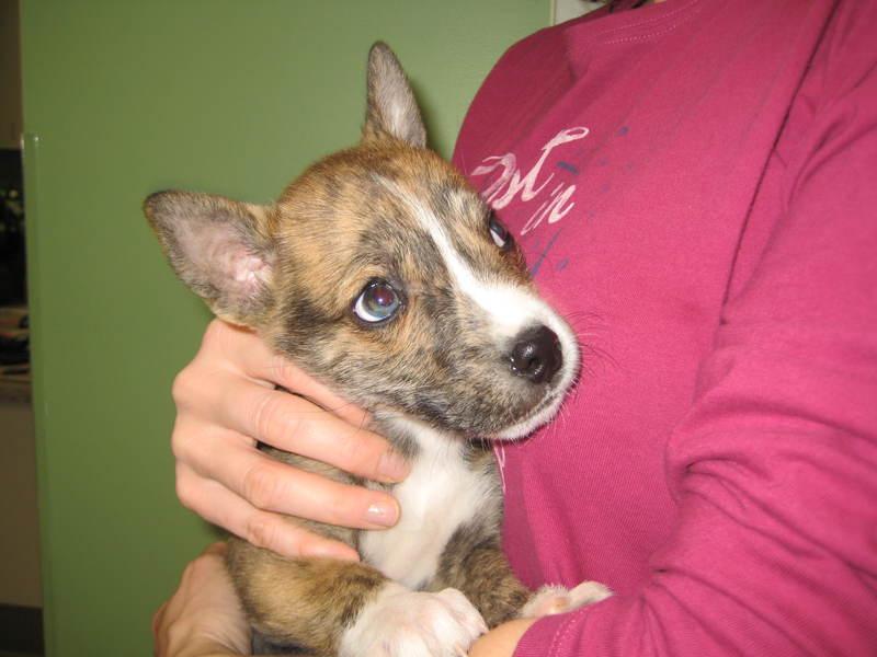 Enlarge Lucky Penny, a Adoptable mixed breed in La Porte, IN image 1/3