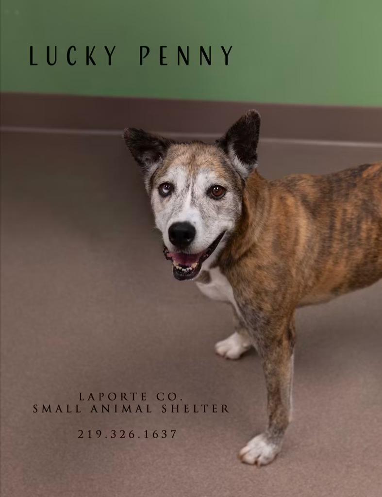 Enlarge Lucky Penny, a Adoptable mixed breed in La Porte, IN image 2/3