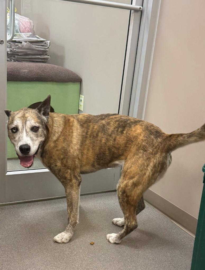 Enlarge Lucky Penny, a Adoptable mixed breed in La Porte, IN image 3/3