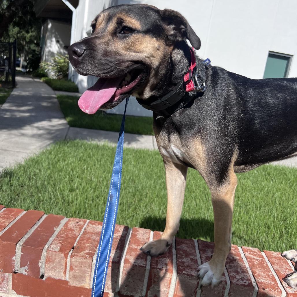 Gigi, Adoptable, Adult Female Mixed Breed.