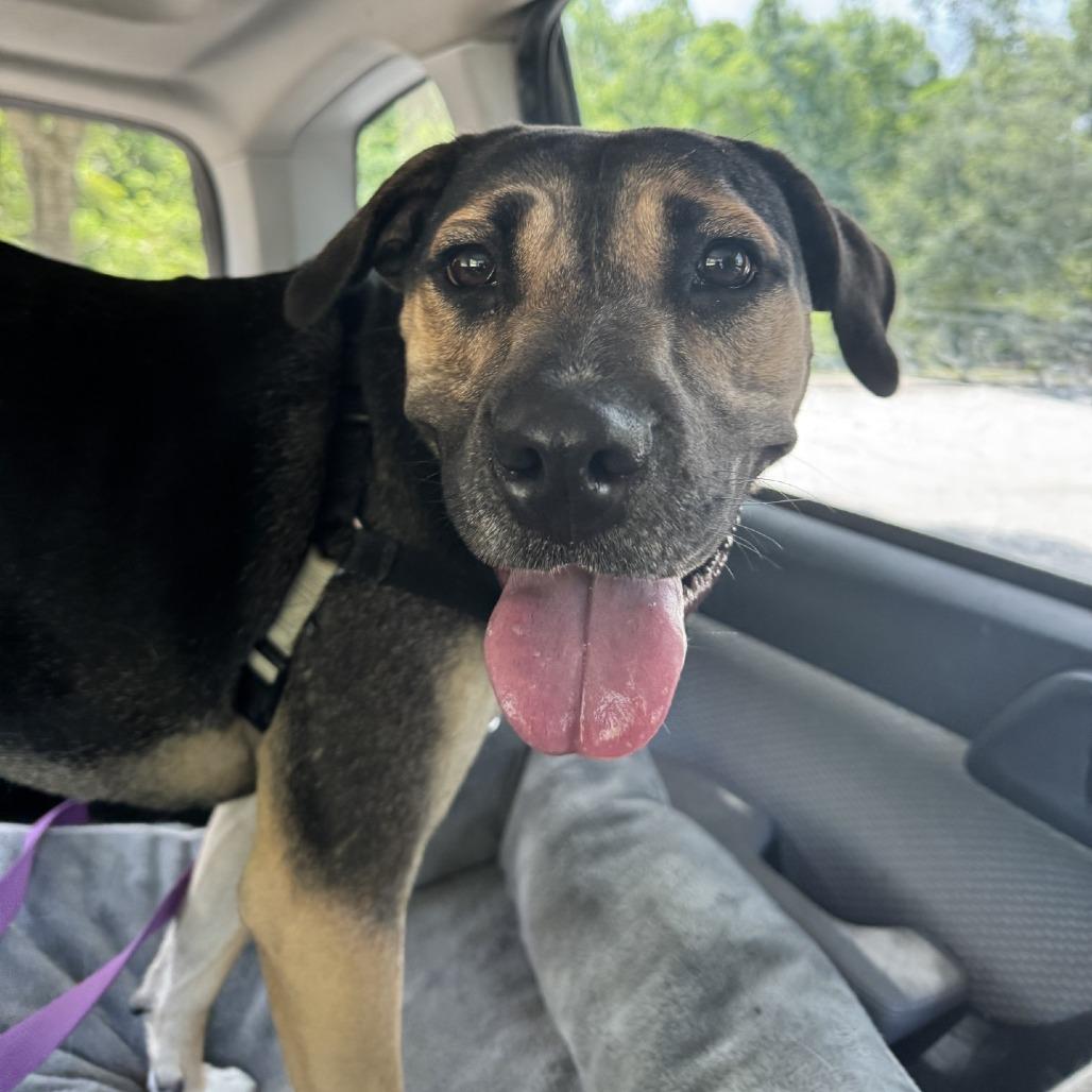 Enlarge Gigi, a Adoptable Mixed Breed in Jacksonville, FL image 2/6