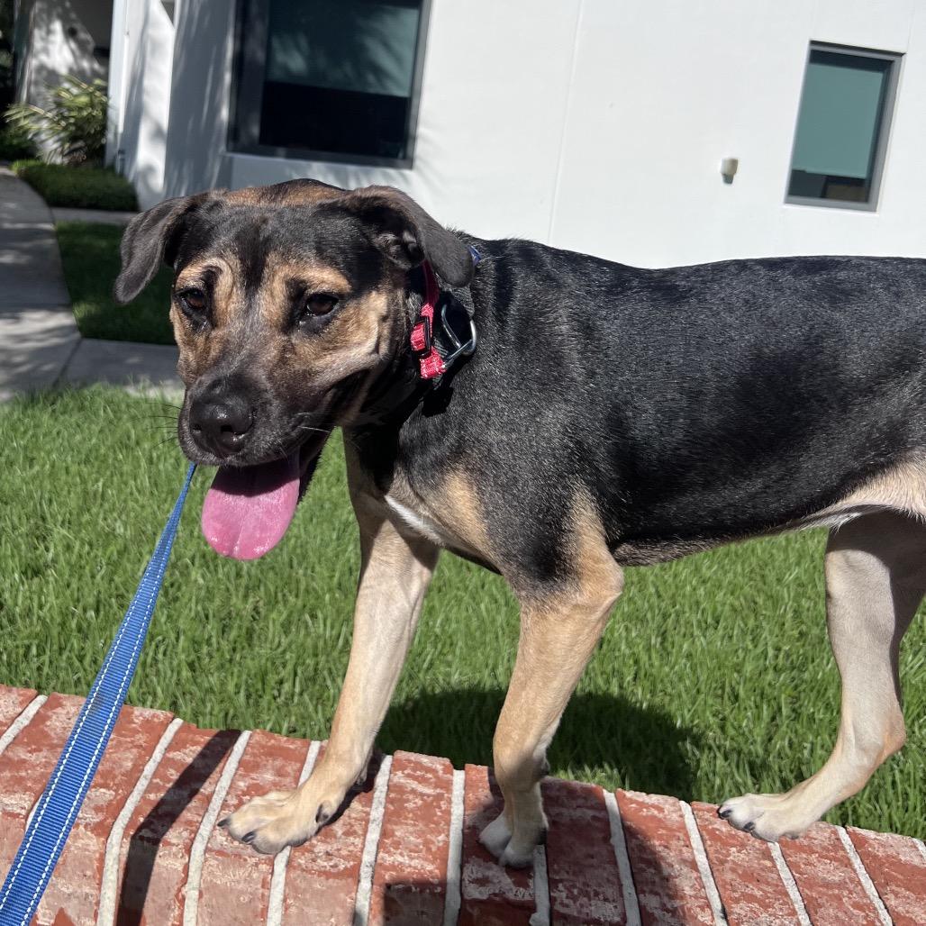 Enlarge Gigi, a Adoptable Mixed Breed in Jacksonville, FL image 4/6