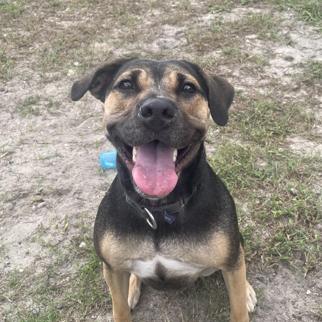 Enlarge Gigi, a Adoptable Mixed Breed in Jacksonville, FL image 5/6