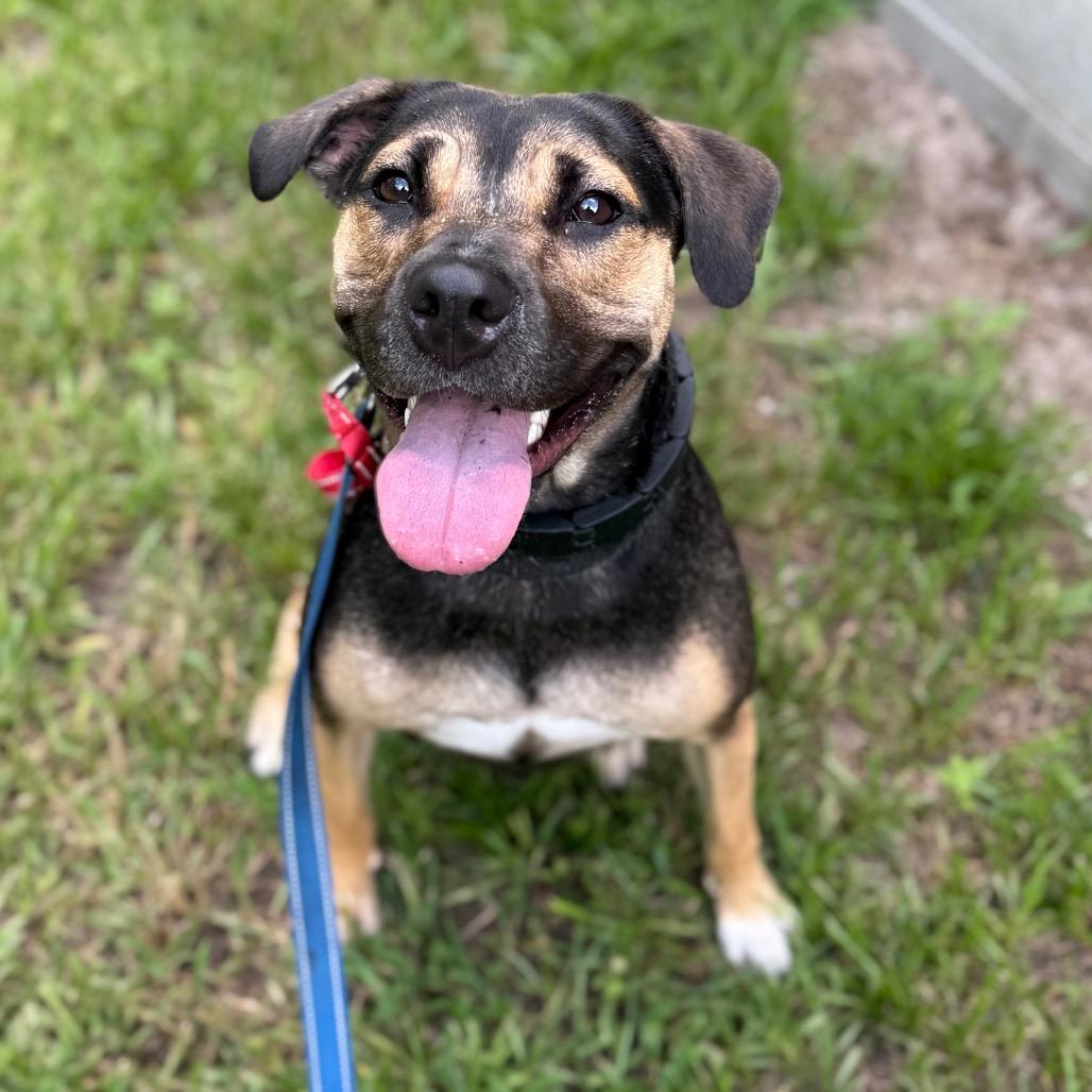 Enlarge Gigi, a Adoptable Mixed Breed in Jacksonville, FL image 6/6
