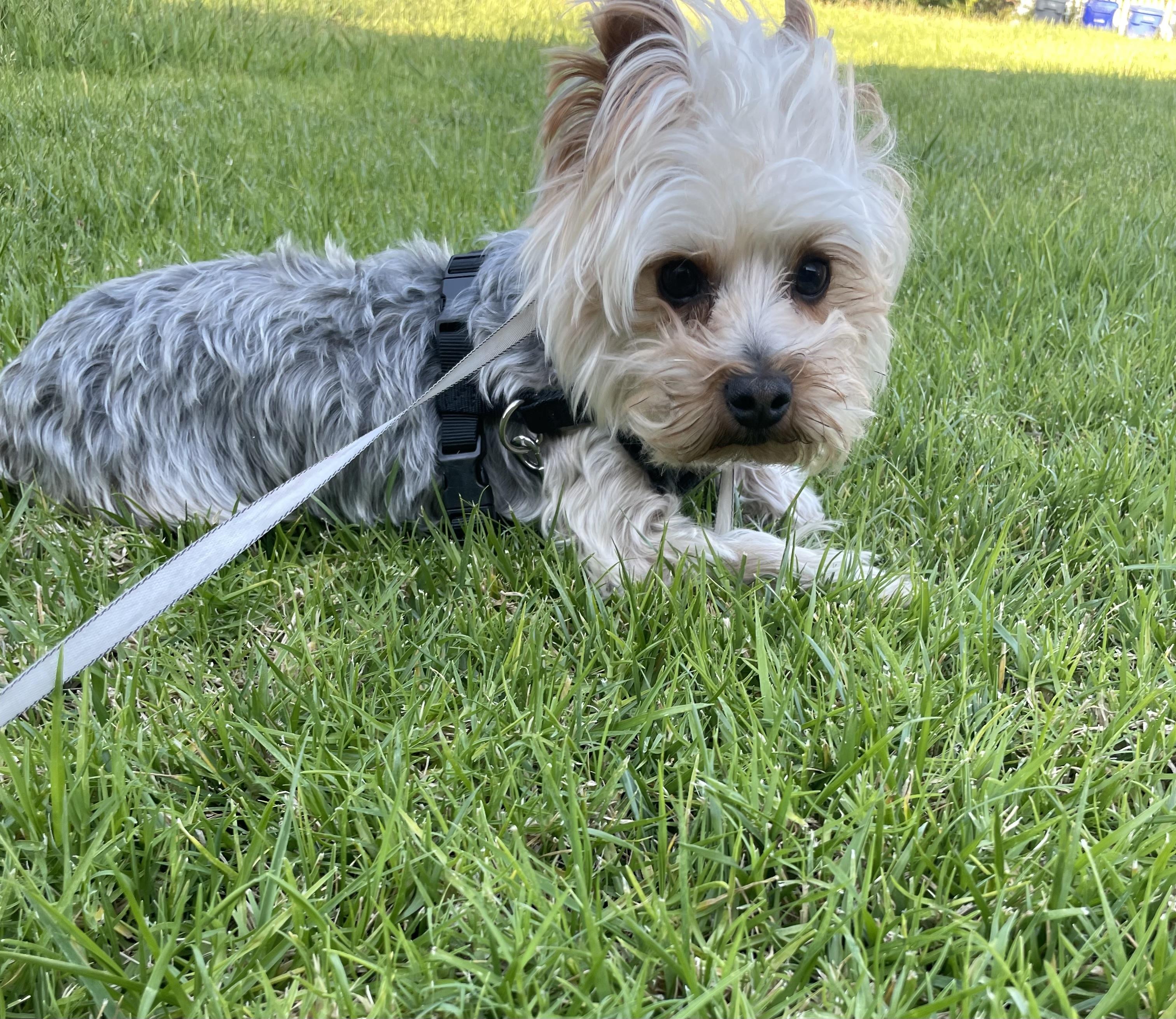 Tzittzit, Adoptable, Young Male Yorkshire Terrier.