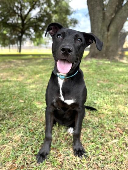 Marietta, a Adoptable mixed breed in Houston, TX image 1/3