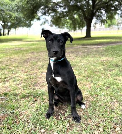 Marietta, a Adoptable mixed breed in Houston, TX image 2/3