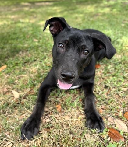 Marietta, a Adoptable mixed breed in Houston, TX image 3/3