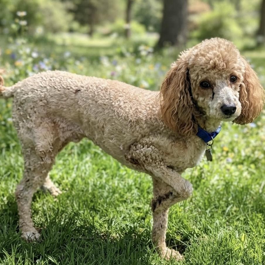 Alan, Adoptable, Adult Male Miniature Poodle.