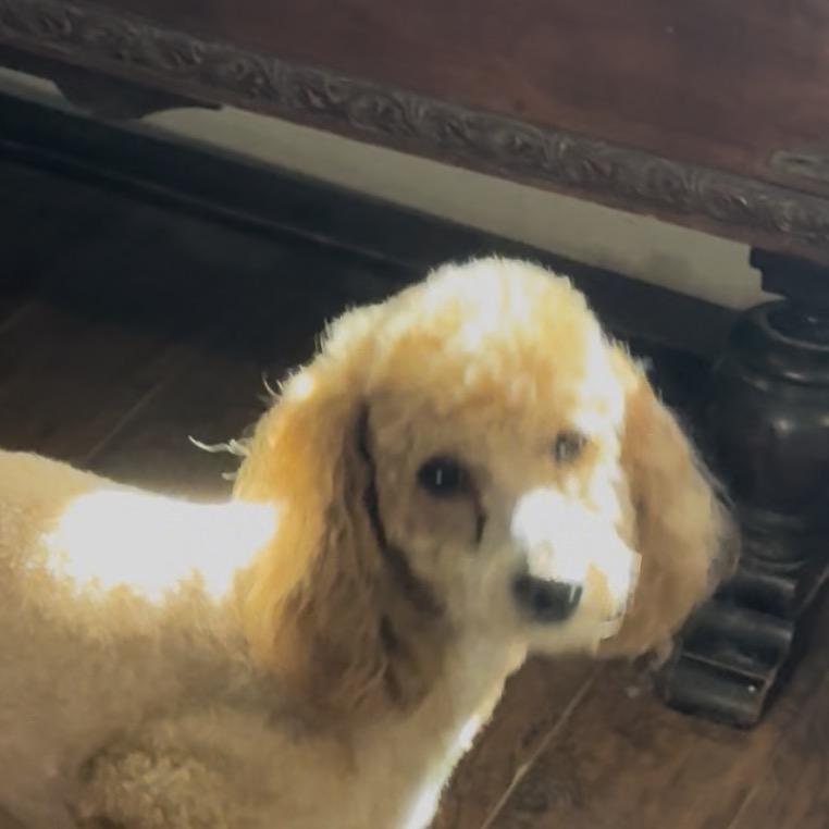 Enlarge Alan, a Adoptable Miniature Poodle in Las Vegas, NV image 2/2
