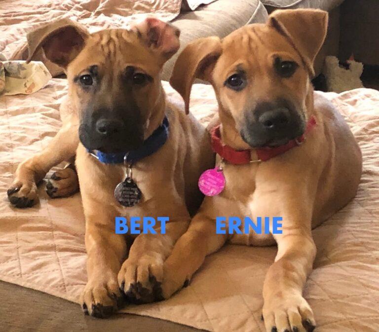 Enlarge Ernie, a ADOPTABLE mixed breed in Red Hook, NY image 1/5