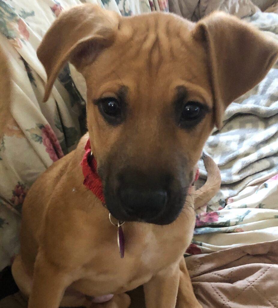 Enlarge Ernie, a ADOPTABLE mixed breed in Red Hook, NY image 2/5