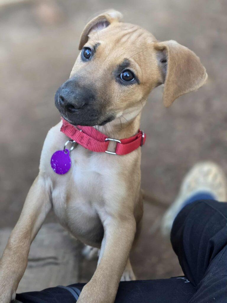 Ernie, ADOPTABLE, Puppy Male Mixed Breed.