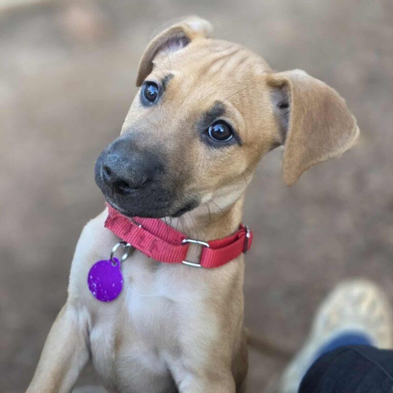 Ernie, a ADOPTABLE mixed breed in Red Hook, NY image 1/5