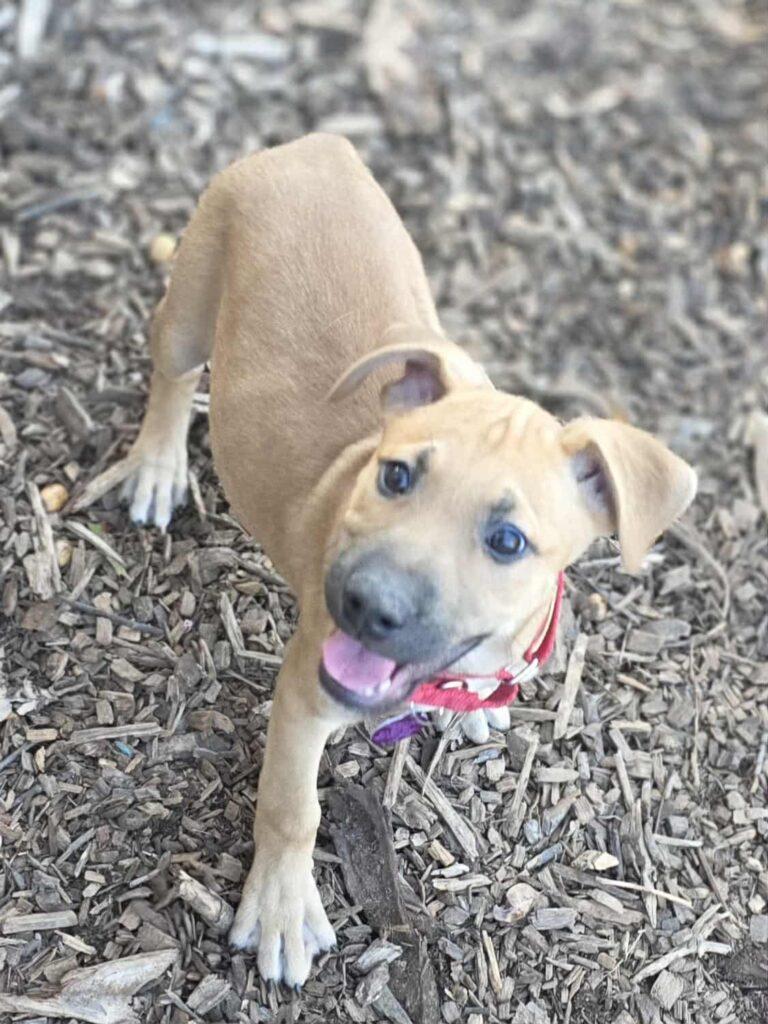 Enlarge Ernie, a ADOPTABLE mixed breed in Red Hook, NY image 5/5