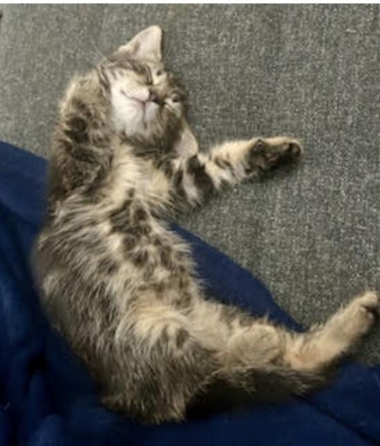 Reed, Baby Female Domestic Short Hair