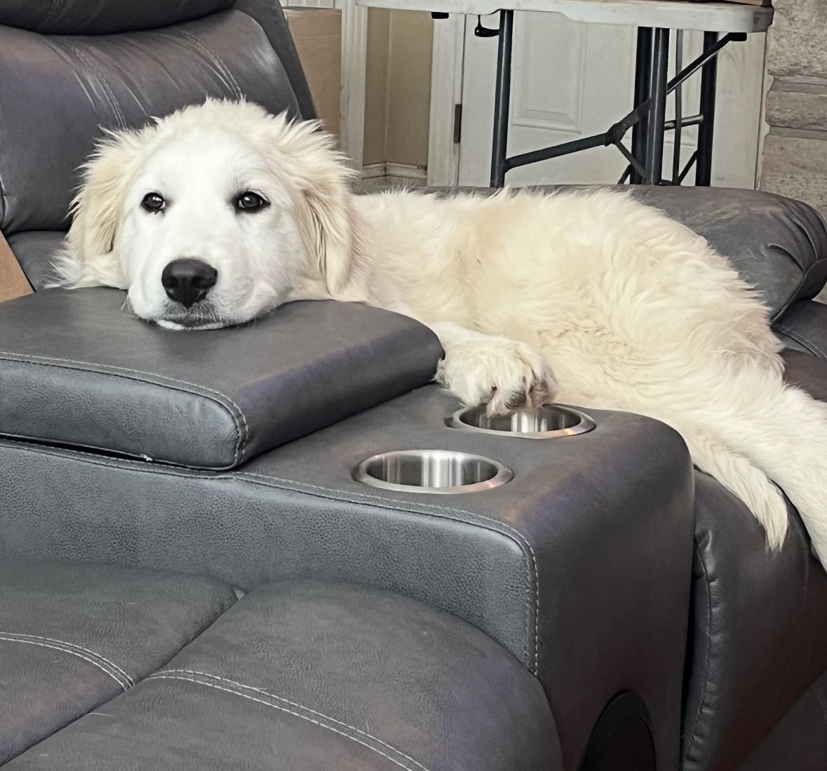 Jovi, Young Female Great Pyrenees
