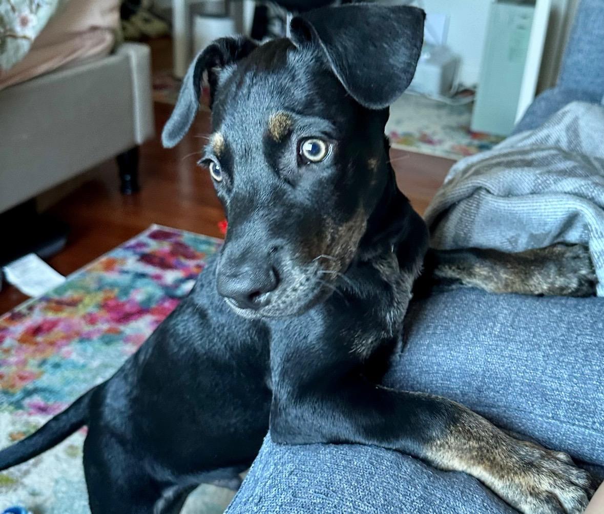 Mango - The Green-Eyed Guy, Adopted, Puppy Male Black Labrador Retriever & Mixed Breed.