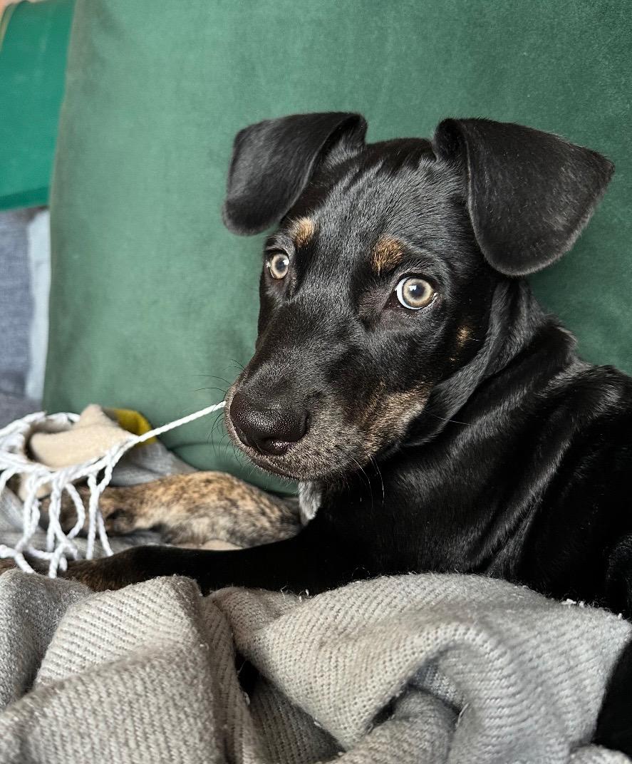 Mango - The Green-Eyed Guy, a Adopted mixed breed in Brooklyn, NY image 3/6