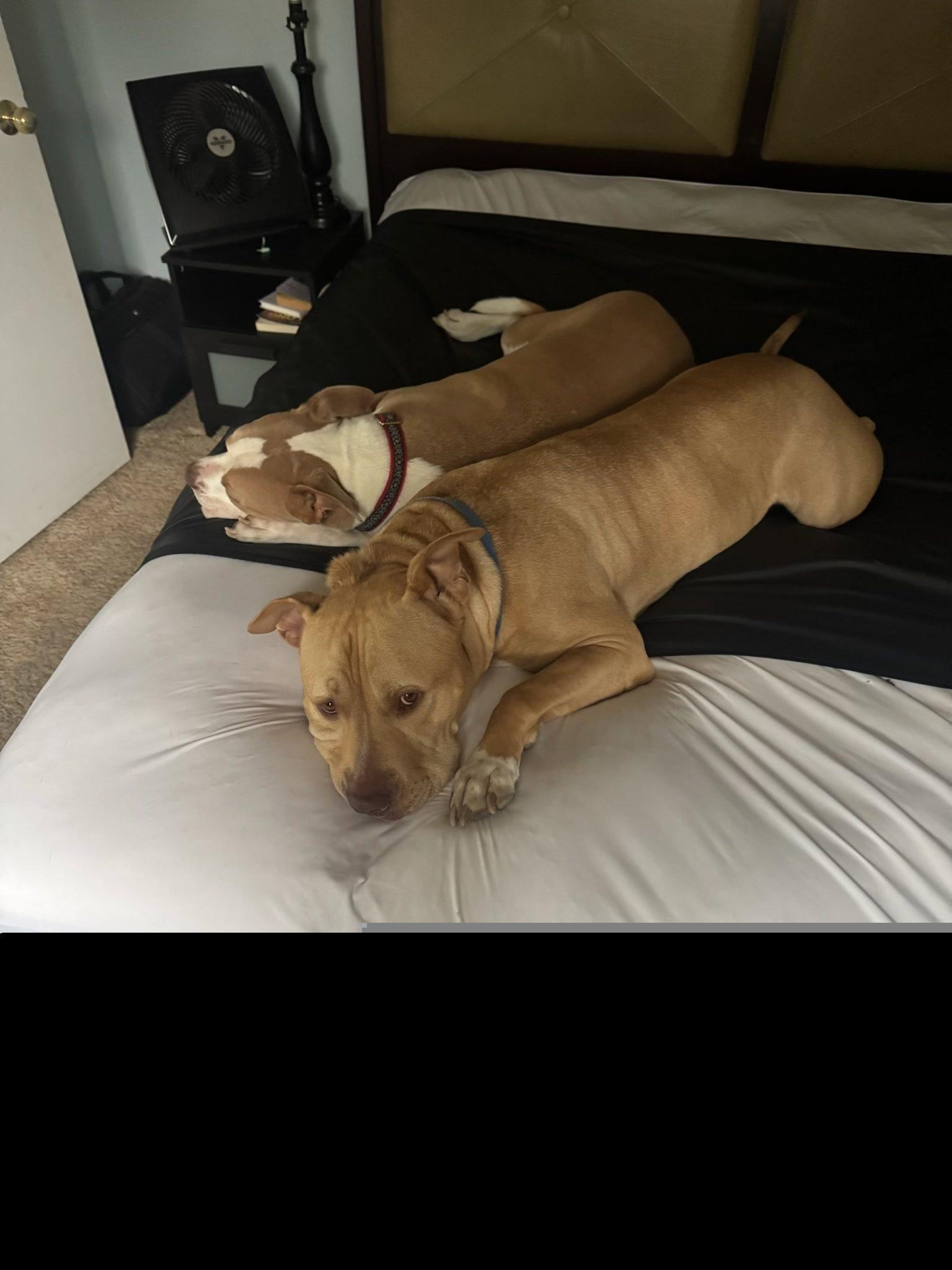 Enlarge Apollo, a Adoptable mixed breed in Roseville, CA image 1/2