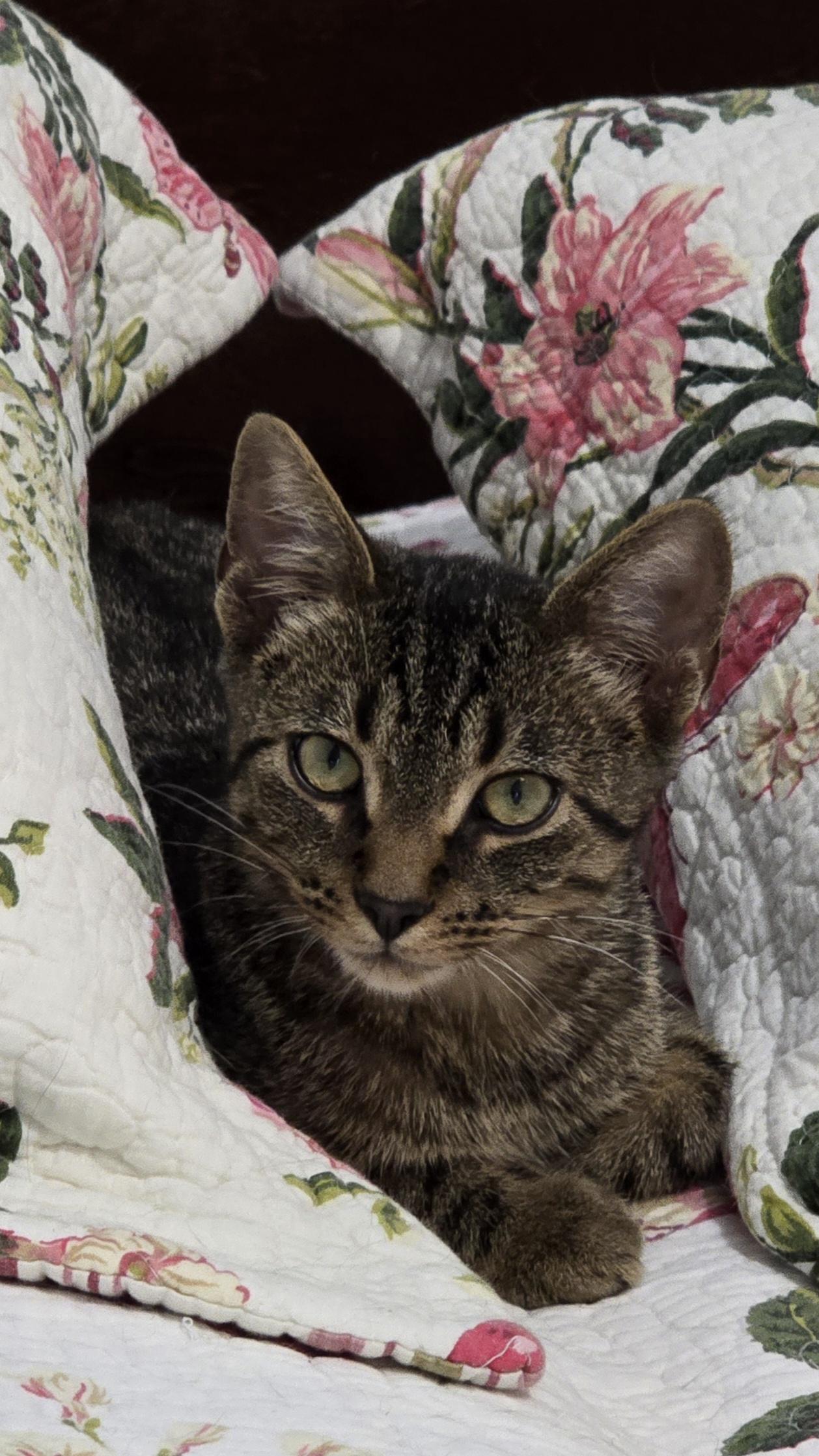 Loki, a Adoptable Domestic Short Hair in Bethel, OH image 1/5