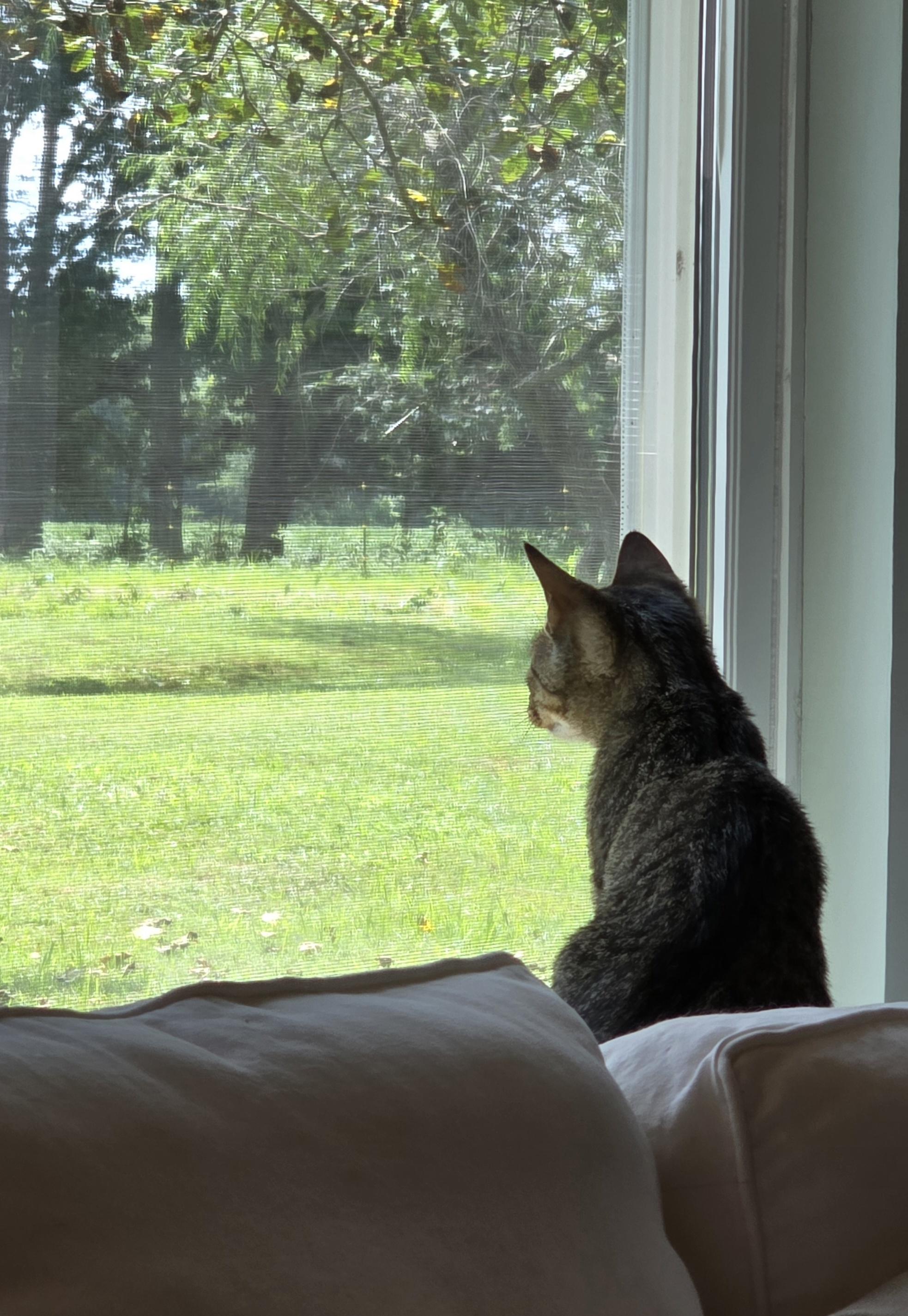 Loki, a Adoptable Domestic Short Hair in Bethel, OH image 2/5