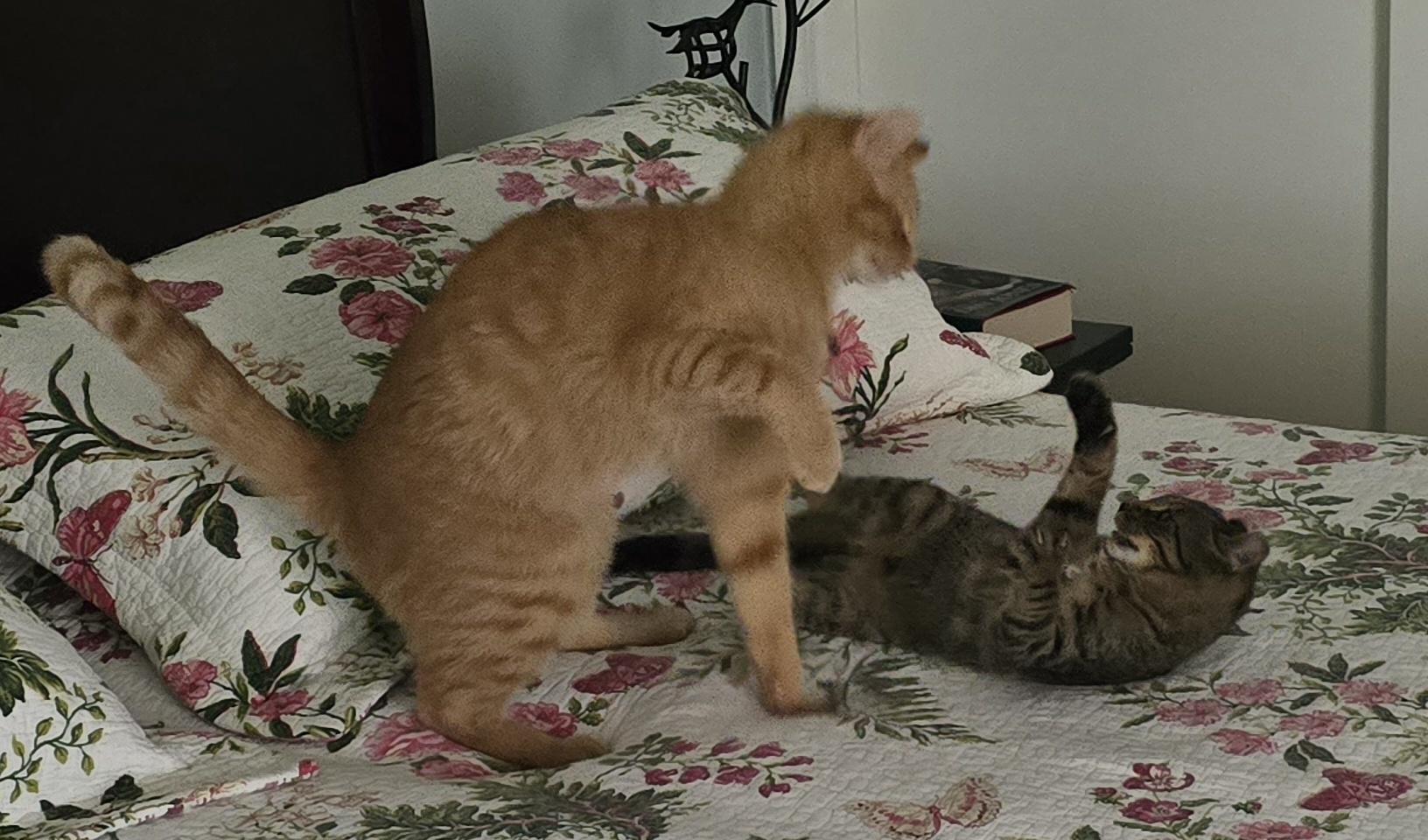 Loki, a Adoptable Domestic Short Hair in Bethel, OH image 3/5