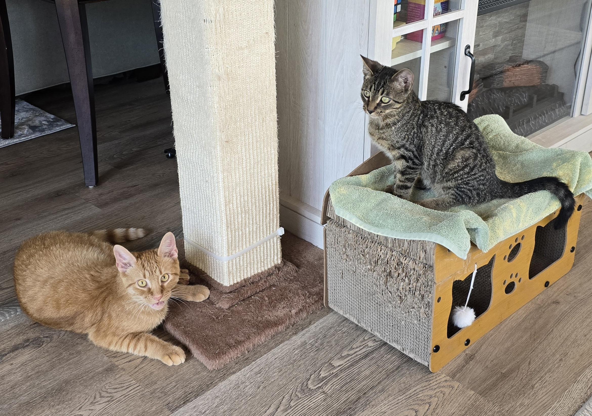 Loki, a Adoptable Domestic Short Hair in Bethel, OH image 4/5