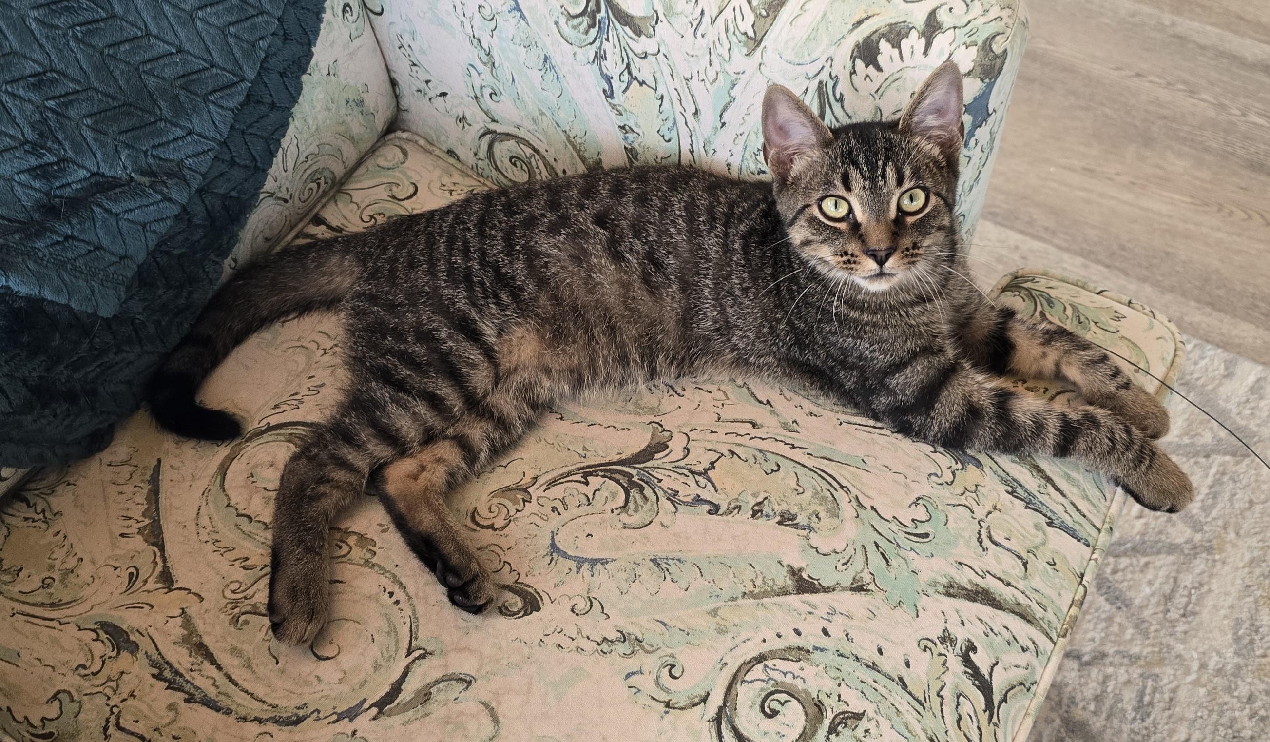 Loki, a Adoptable Domestic Short Hair in Bethel, OH image 5/5