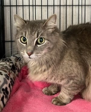 Lady, an adoptable Dilute Tortoiseshell in Porter, TX_image-1
