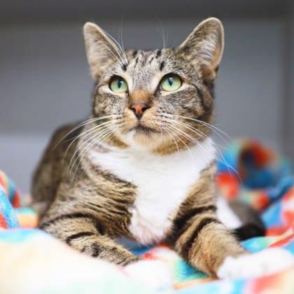 Annie, Adoptable, Adult Female Domestic Short Hair.