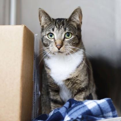 Annie, Adoptable, Adult Female Domestic Short Hair.