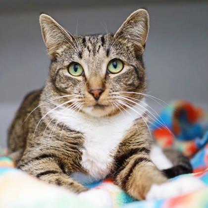 Enlarge Annie, a Adoptable mixed breed in Atlanta, GA image 2/3