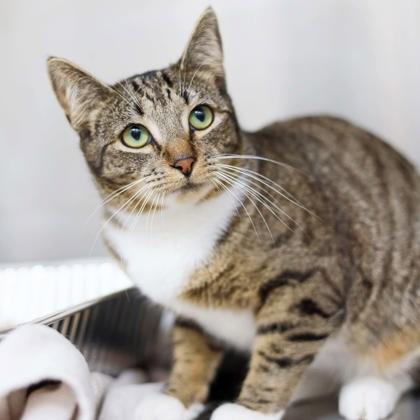 Enlarge Annie, a Adoptable mixed breed in Atlanta, GA image 3/3