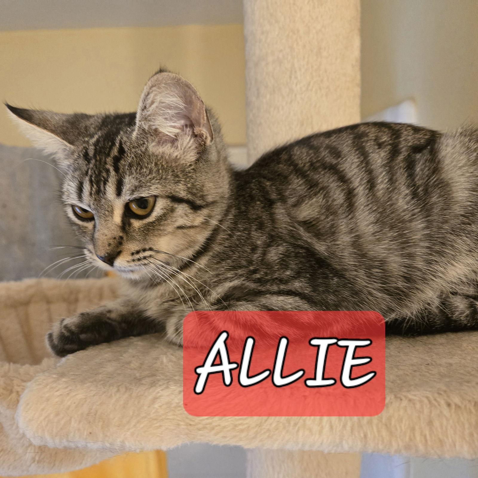 Enlarge Allie, a Adopted mixed breed in Cypress, TX image 1/3