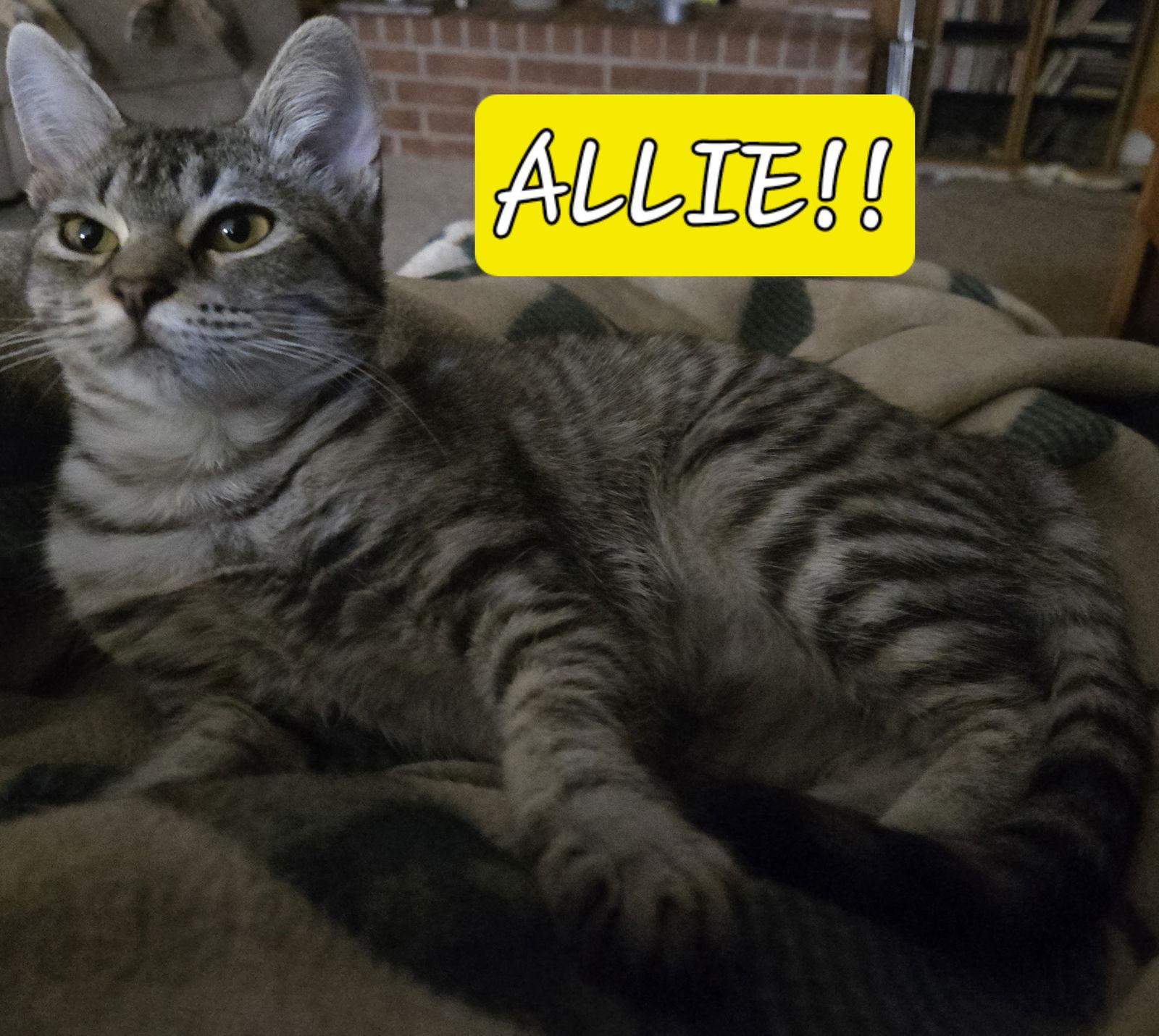 Enlarge Allie, a Adopted mixed breed in Cypress, TX image 2/3