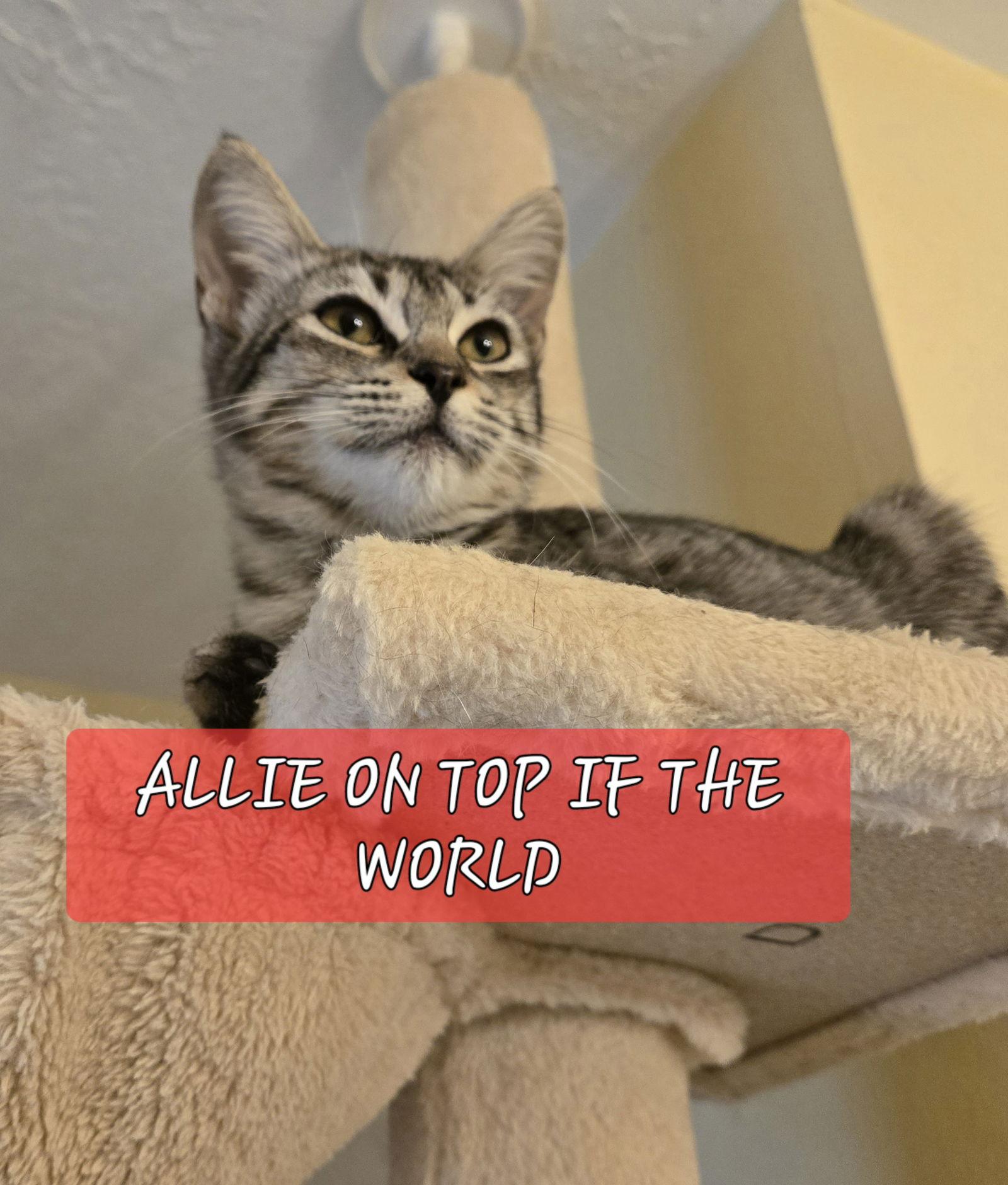 Enlarge Allie, a Adopted mixed breed in Cypress, TX image 3/3