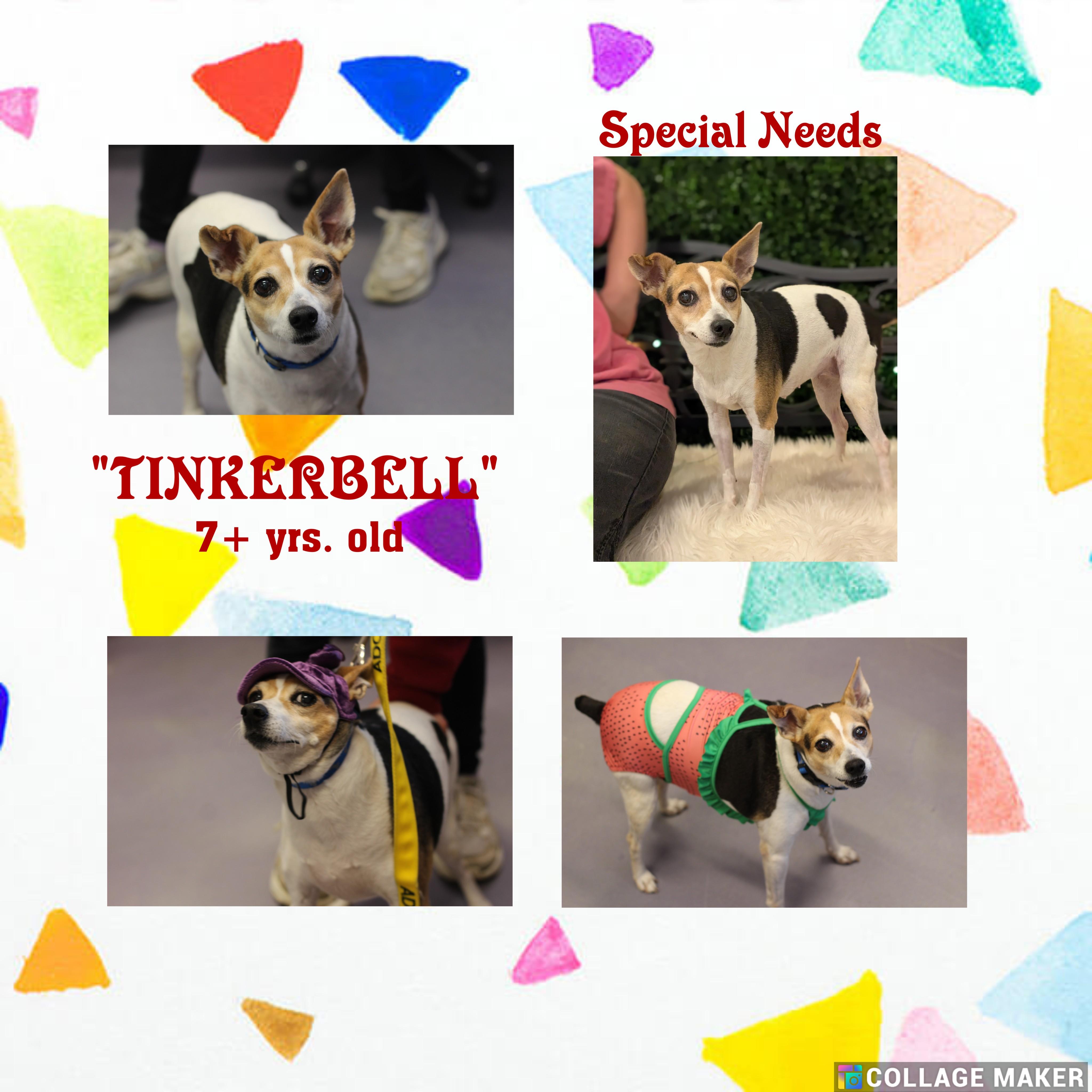 Tinkerbelle (special Needs) thumbnail 2
