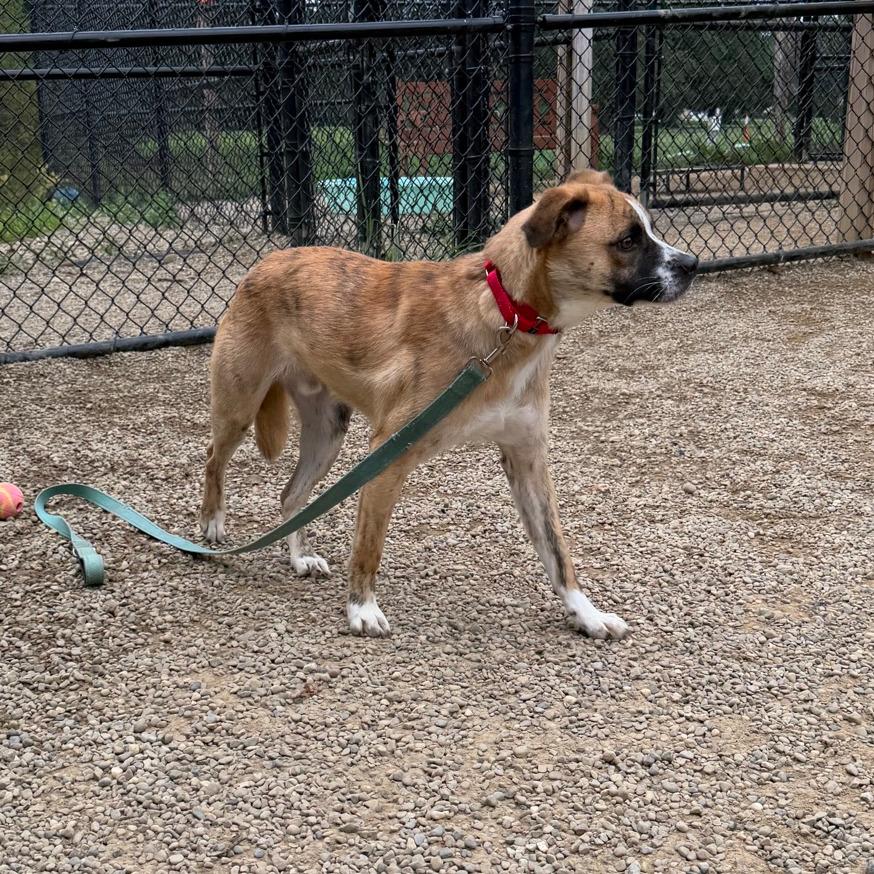 Enlarge Marley, a Adoptable mixed breed in Columbia Station, OH image 1/6