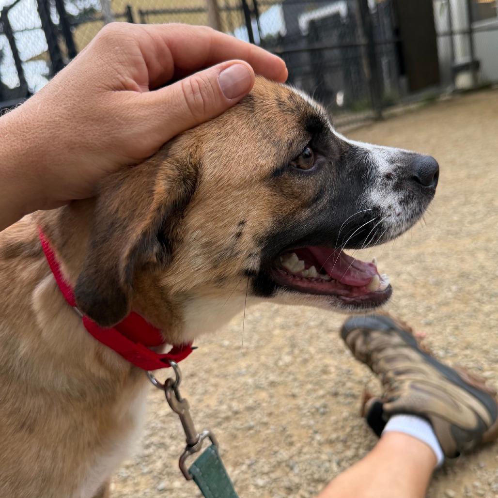 Enlarge Marley, a Adoptable mixed breed in Columbia Station, OH image 2/6