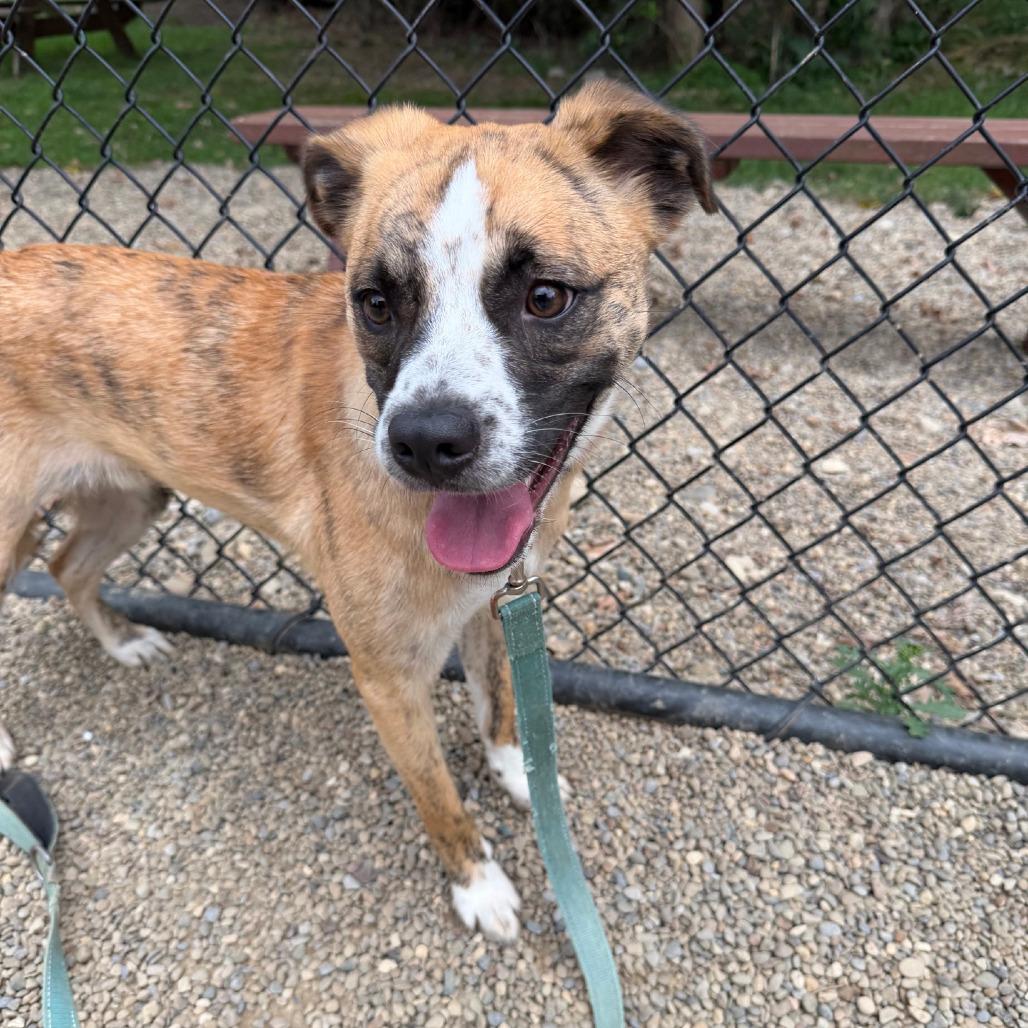 Enlarge Marley, a Adoptable mixed breed in Columbia Station, OH image 3/6