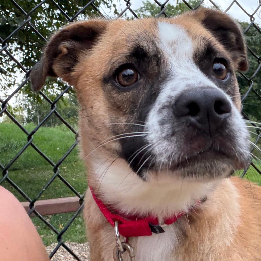 Enlarge Marley, a Adoptable mixed breed in Columbia Station, OH image 4/6