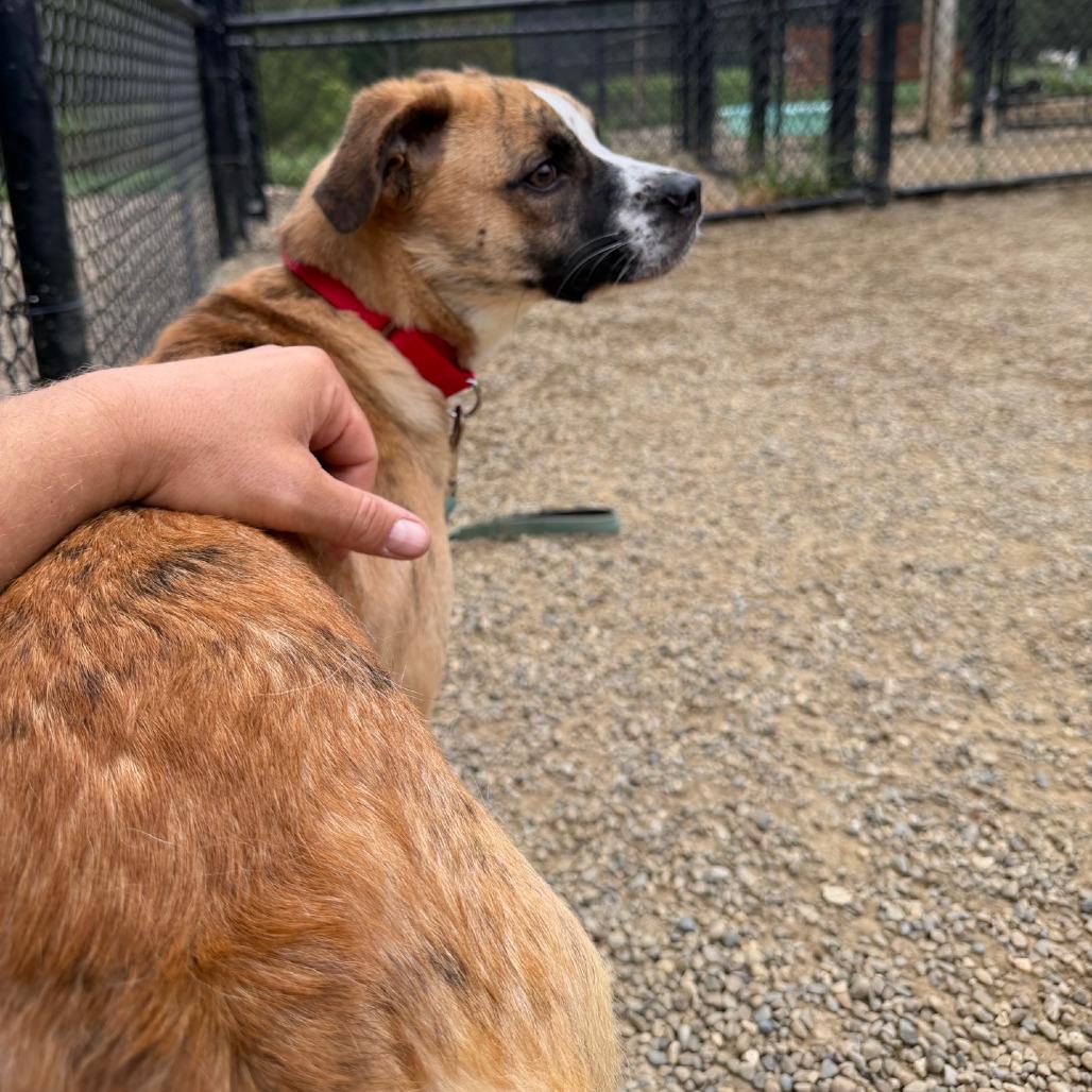 Enlarge Marley, a Adoptable mixed breed in Columbia Station, OH image 5/6