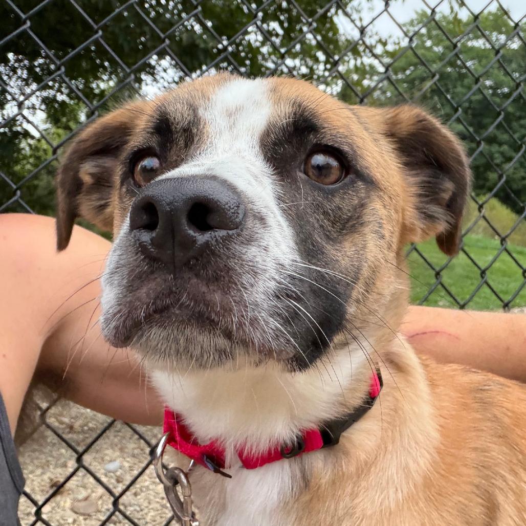 Enlarge Marley, a Adoptable mixed breed in Columbia Station, OH image 6/6