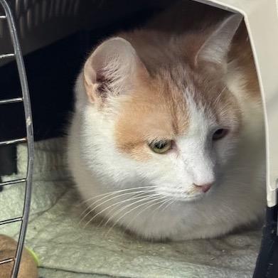 SAF Simba, Adoptable, Adult Male Domestic Short Hair.