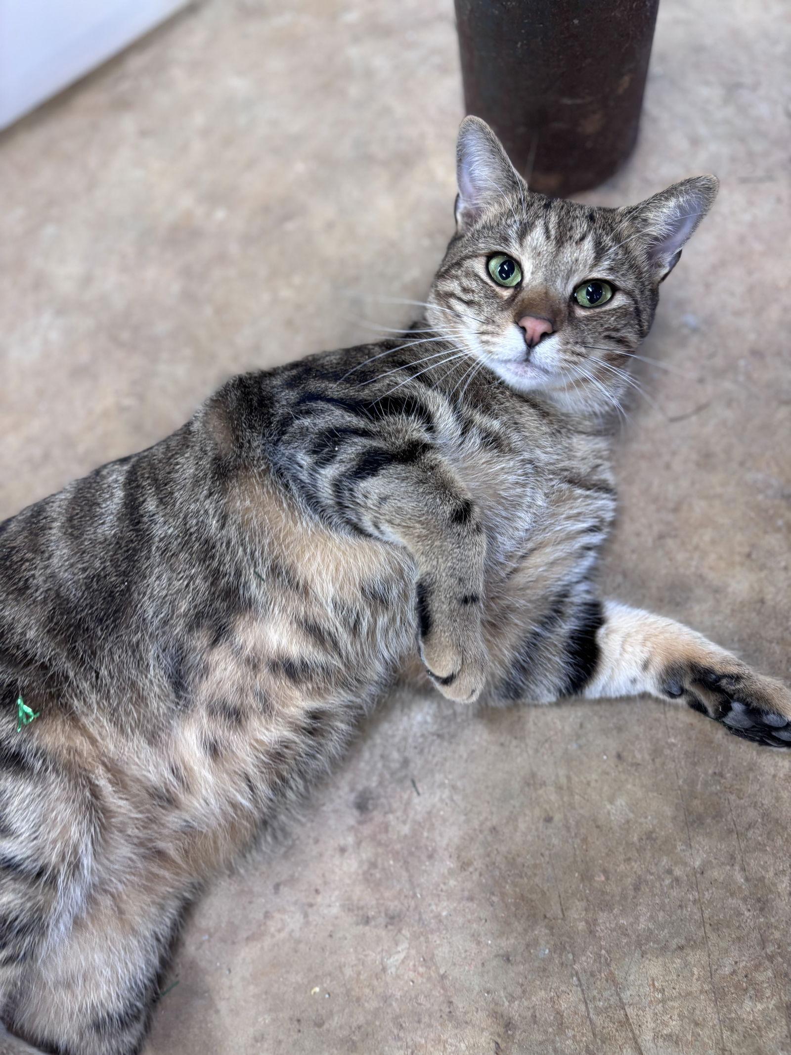 Enlarge Oliver: Not at shelter (Barbe), a Adoptable Domestic Short Hair in Rustburg, VA image 1/3