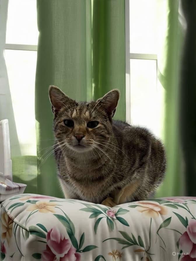 Enlarge Oliver: Not at shelter (Barbe), a Adoptable Domestic Short Hair in Rustburg, VA image 2/3