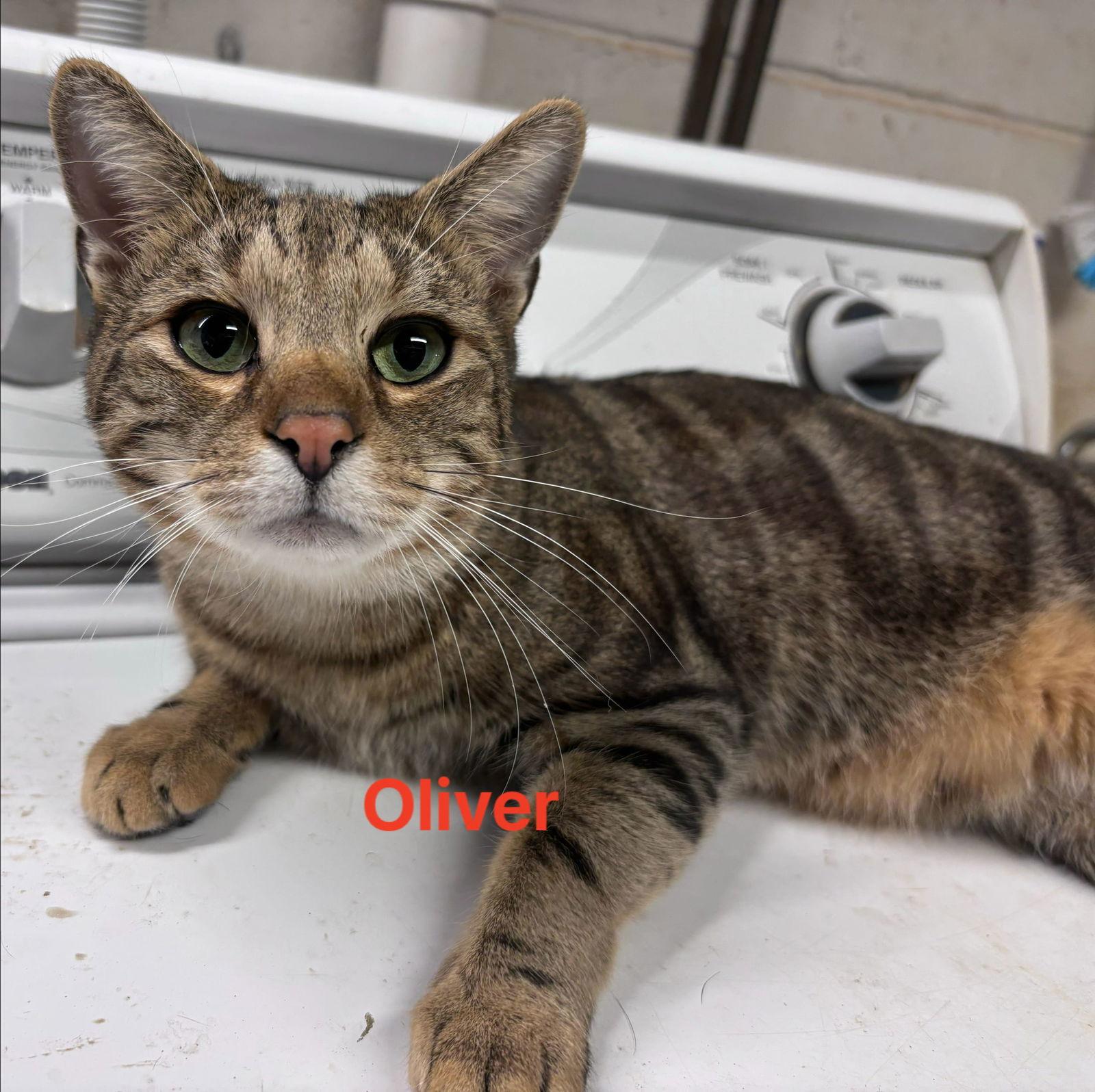 Enlarge Oliver: Not at shelter (Barbe), a Adoptable Domestic Short Hair in Rustburg, VA image 3/3